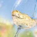 Do jakich dań pić białe austrackie wino Gruner Veltliner? - Food pairing